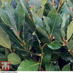Laurus Nobilis (Standard) -NAOMI Plant Shop BAYT T44505 D