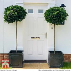 Laurus Nobilis (Standard) -NAOMI Plant Shop BAYT T44505 E1