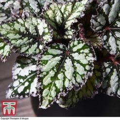 Begonia Rex Trio - Gift -NAOMI Plant Shop BEG WKB4884 B11