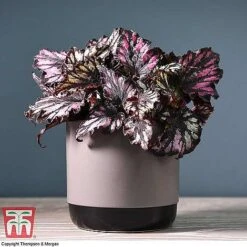 Begonia Rex Trio - Gift -NAOMI Plant Shop BEG WKB4890 A11