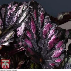 Begonia Rex Trio - Gift -NAOMI Plant Shop BEG WKB4890 B11