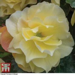 Begonia 'Fragrant Falls Improved&trade; - Lemon Delight' -NAOMI Plant Shop BEGO KB2774 C