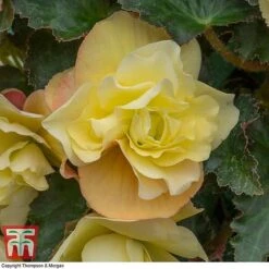 Begonia 'Fragrant Falls Improved&trade; - Lemon Delight' -NAOMI Plant Shop BEGO KB2774 D