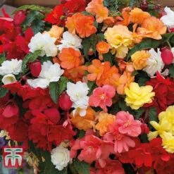 New Products 1 Begonia X Tuberhybrida 'Illumination Mixed'