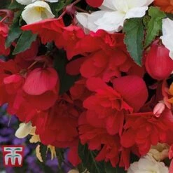 New Products -NAOMI Plant Shop BEGO P86758 B