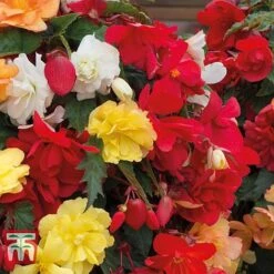 Begonia X Tuberhybrida 'Illumination Mixed' -NAOMI Plant Shop BEGO P86758 C