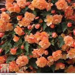New Products 3 Begonia 'Fragrant Falls Improved™ - Apricot Delight'