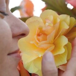 New Products -NAOMI Plant Shop BEGO T47320 B h