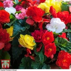 Begonia 'Nonstop Mixed' - Tubers -NAOMI Plant Shop BEGO T47418 B2