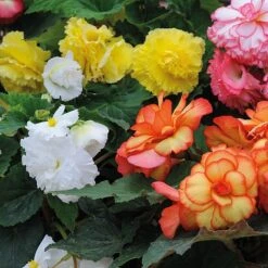 Begonia 'Majestic Mixed' -NAOMI Plant Shop BEGO T67458 B h