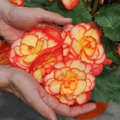 Begonia 'Majestic Mixed' -NAOMI Plant Shop BEGO T67458 C