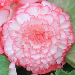 Begonia 'Majestic Mixed' -NAOMI Plant Shop BEGO T67458 D