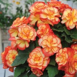 Begonia 'Majestic Mixed' -NAOMI Plant Shop BEGO T67458 E