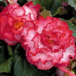 Begonia 'Majestic Mixed' -NAOMI Plant Shop BEGO T67458 F