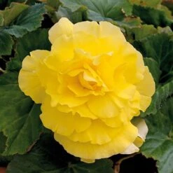 Begonia 'Majestic Mixed' -NAOMI Plant Shop BEGO T67458 G