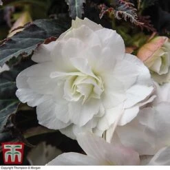 Begonia 'Nonstop Joy Mocca White' -NAOMI Plant Shop BEGO TKA0102 A