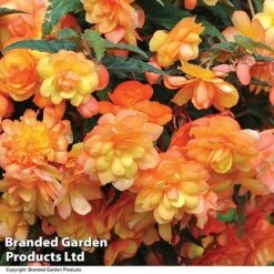 Summer Plant Collection -NAOMI Plant Shop BEGO APRISHADE T11008