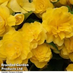 Begonia 'Nonstop Joy Mix' -NAOMI Plant Shop BEGO NONSTYELL T33813a