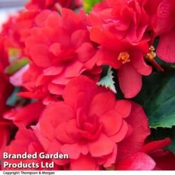 Begonia 'Nonstop Joy Mix' -NAOMI Plant Shop BEGO ROSEPICOT T33812a