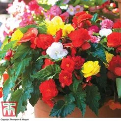 Begonia 'Nonstop Mixed' - Tubers -NAOMI Plant Shop BEGo T47418 D2