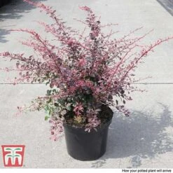 Berberis Thunbergii F. Atropurpurea 'Rose Glow' -NAOMI Plant Shop BER T66077 C
