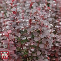 Berberis Trio -NAOMI Plant Shop BERB KB0726 C