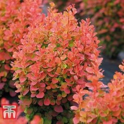 Berberis Trio -NAOMI Plant Shop BERB KB0726 D
