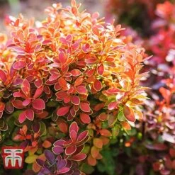 Berberis Thunbergii F. Atropurpurea 'Admiration'
