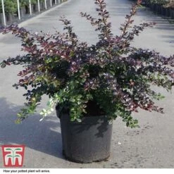 Berberis X Media 'Red Jewel' -NAOMI Plant Shop BERB T66060 D