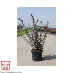Berberis X Ottawensis F. Purpurea 'Superba' -NAOMI Plant Shop BERB T66062 C