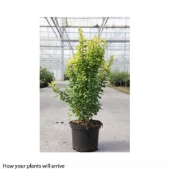 Berberis Thunbergii 'Golden Rocket' -NAOMI Plant Shop BERB T66070 B h