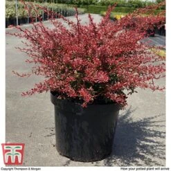 Berberis Thunbergii 'Orange Dream' -NAOMI Plant Shop BERB T66075 C