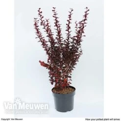 Berberis Thunbergii F. Atropurpurea 'Orange Rocket' -NAOMI Plant Shop BERB V59349 C