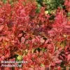 Berberis Thunbergii 'Coral'