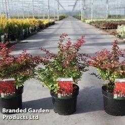 Berberis Thunbergii 'Coral' -NAOMI Plant Shop BERB CORAL S45253