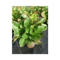 Bergenia Cordifolia -NAOMI Plant Shop BERG T66078 A h