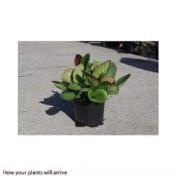 Bergenia Cordifolia -NAOMI Plant Shop BERG T66078 B h