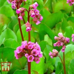 Bergenia Cordifolia -NAOMI Plant Shop BERG T66078 E