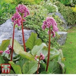 Bergenia Cordifolia -NAOMI Plant Shop BERGINA c