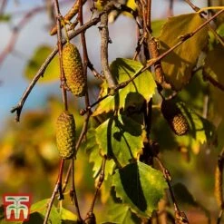 Silver Birch (Hedging) -NAOMI Plant Shop BETU T70348 D