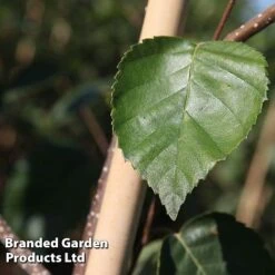 Betula Utilis 'Jacquemontii' -NAOMI Plant Shop BETU JACQUEMON S45258