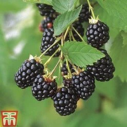 Blackberry 'Navaho'