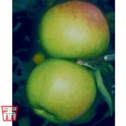 Apple 'Blenheim Orange' -NAOMI Plant Shop BLEN 21213 A1