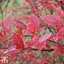 Blueberry 'Full Season Collection' -NAOMI Plant Shop BLUE AUTUMNFOL B4