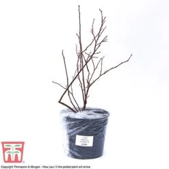 Blueberry 'Earliblue' -NAOMI Plant Shop BLUE CWW3178 C