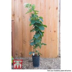 Blackberry 'Reuben' -NAOMI Plant Shop BLUE CWW4677 CC