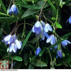Sollya Heterophylla -NAOMI Plant Shop BLUE T10023 A4