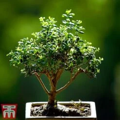 Bonsai Ligustrum -NAOMI Plant Shop BONS TKA3021 A1