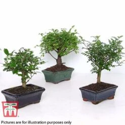 Bonsai Ligustrum -NAOMI Plant Shop BONS TKA3021 B
