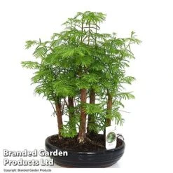 Bonsai Metasequoia Forest Mix In Oval Ceramic -NAOMI Plant Shop BONS FORESTMIX T50180